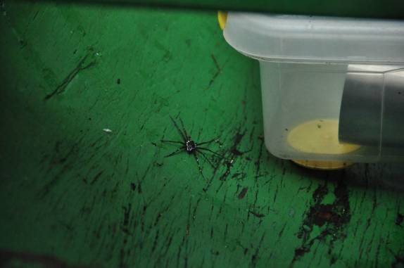 Durante passeio à floresta alagada, inofensivas aranhas invadem nossa canoa na Reserva do Mamirauá, região de Tefé, no Amazonas
